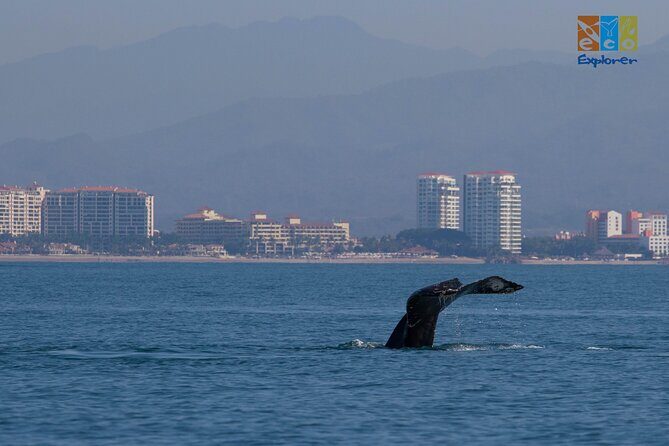 Private Whale watching Puerto Vallarta - Meeting at Marina Vallarta: where to go and what the start time means