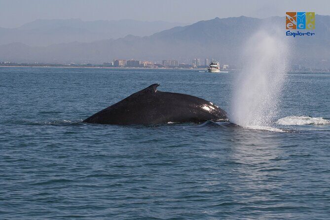 Private Whale watching Puerto Vallarta - On the water: what “3 hours” feels like in real life