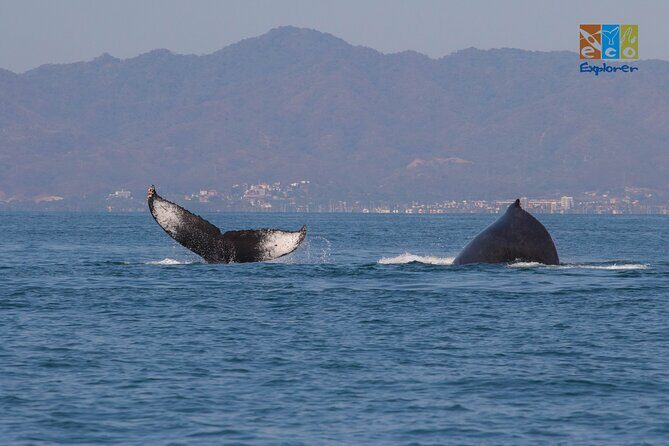 Private Whale watching Puerto Vallarta - Tour stop 1: Eco Explorer Vallarta wildlife time (dolphins, turtles, mantas)