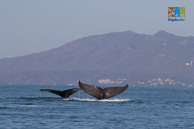 Private Whale watching Puerto Vallarta - Full bay cruising in Banderas Bay: watching behavior, not just spouts