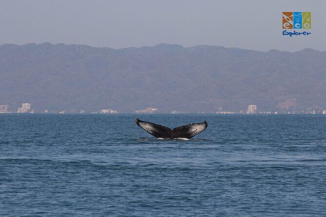 Private Whale watching Puerto Vallarta - The hydrophone upgrade: hearing whales changes the trip