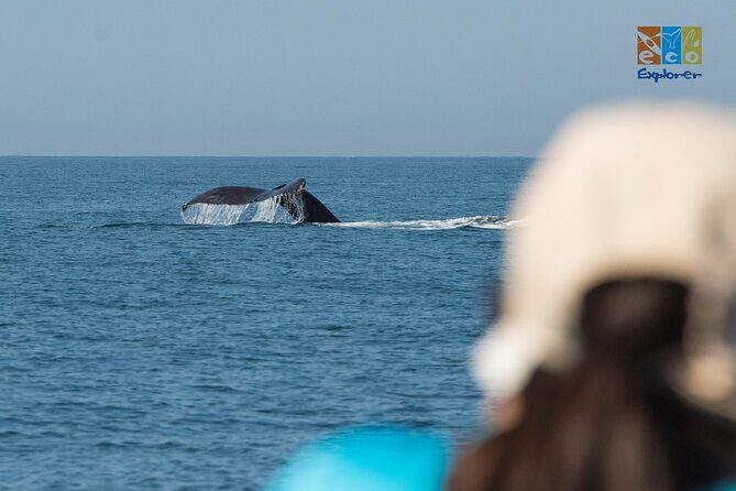 Private Whale watching Puerto Vallarta - Snacks, water, and the no-lunch reality