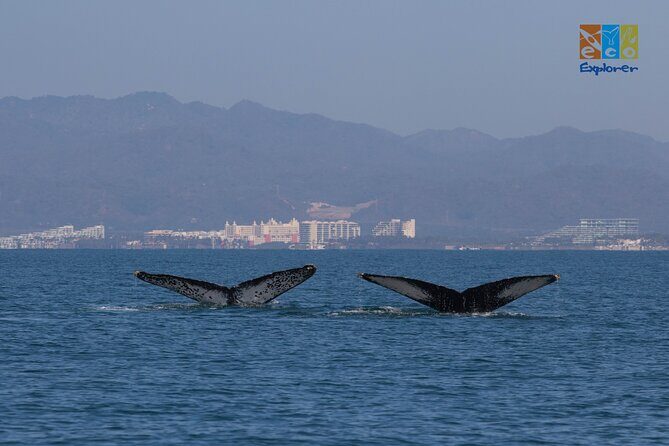 Private Whale watching Puerto Vallarta - Price and group value: $650 per private group (up to 6)