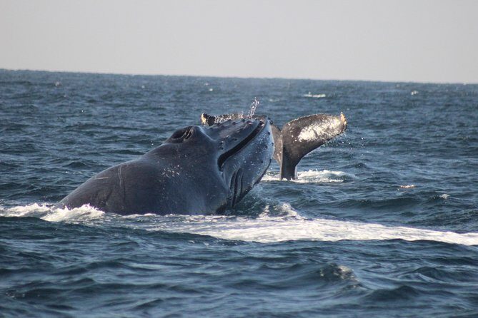 Private Whale Watching Tour in Puerto Vallarta - Key takeaways to help you choose