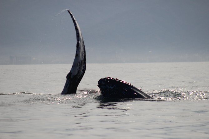 Private Whale Watching Tour in Puerto Vallarta - Meeting at Marina Vallarta and planning your timing