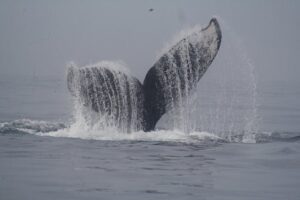 Private Whale Watching Tour in Puerto Vallarta - How the whale search works once you’re on the water