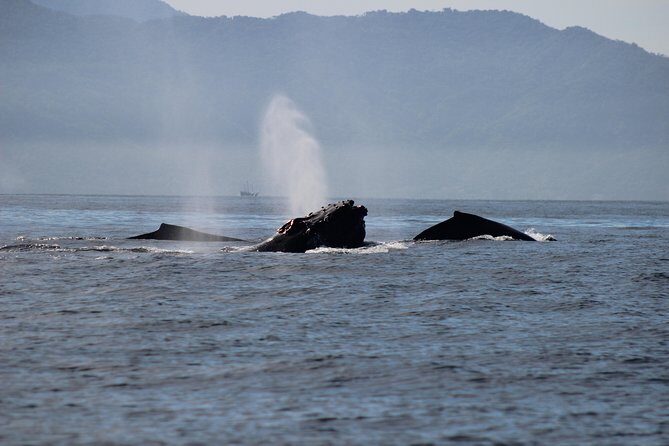 Private Whale Watching Tour in Puerto Vallarta - Up-close encounters and responsible distances (the part that matters)