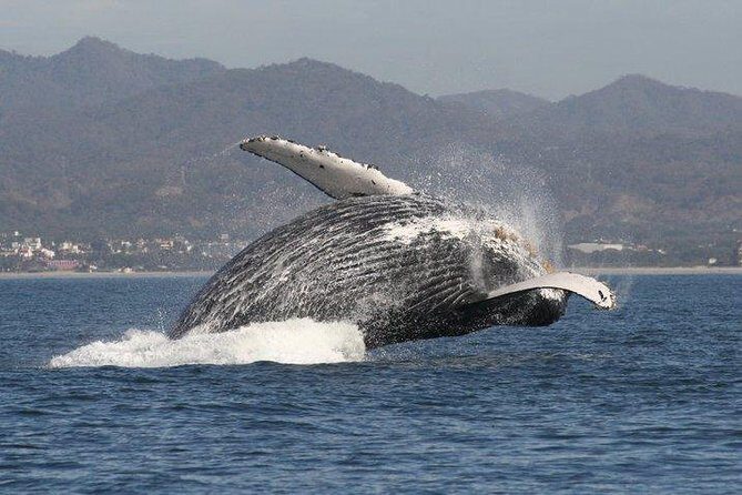 Private Whale Watching Tour in Puerto Vallarta - Lunch on the water: why it improves the whole trip