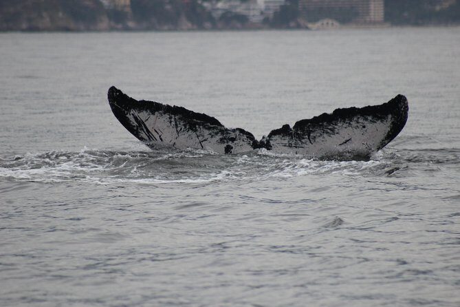 Private Whale Watching Tour in Puerto Vallarta - The marine life you’ll actually learn to spot