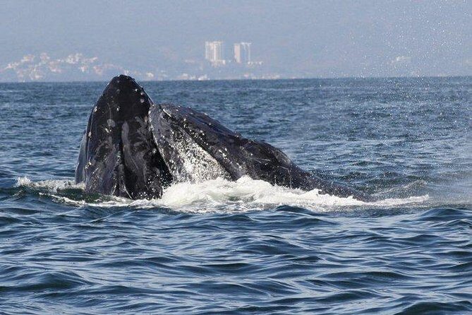 Private Whale Watching Tour in Puerto Vallarta - Comforts, boat pace, and who this experience fits best