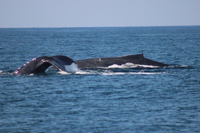 Private Whale Watching Tour in Puerto Vallarta - Price and value: what $760 means for your group
