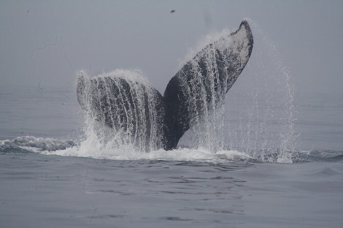 Private Whale Watching Tour in Puerto Vallarta - How the whale search works once you’re on the water