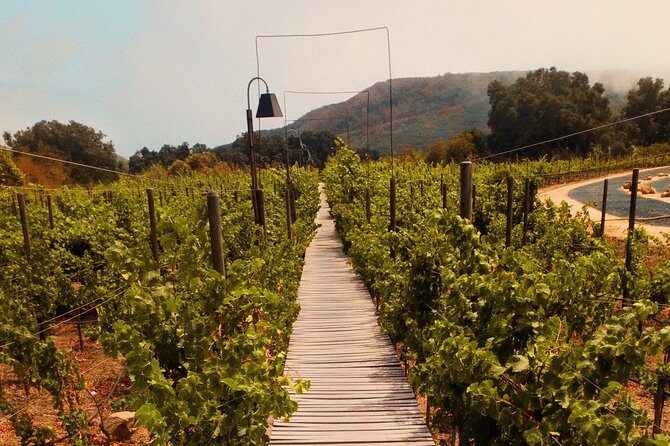 Private Wine Tour at Valle de Guadalupe (A wine tasting included). - Water, snacks, and pace control between tastings