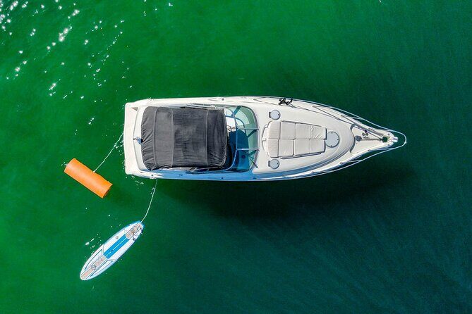 Private Yacht, Snorkeling or Sunset in Cabo San Lucas - Whales in the Sea of Cortez: how to think about it