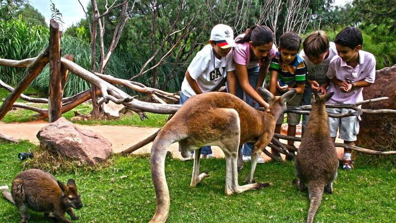 Puebla Africam Safari Park, Live an Unforgettable Adventure! - Key highlights you’ll feel on the ground