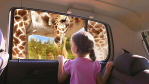 Puebla Africam Safari Park, Live an Unforgettable Adventure! - Africam Safari’s big draw: open-area habitats and accreditation that changes the tone