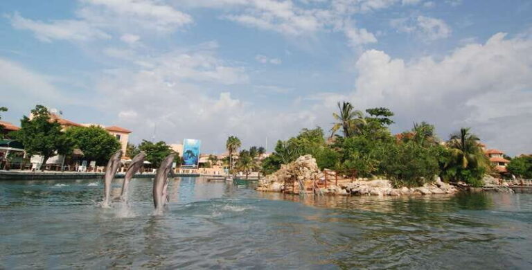 Puerto Aventuras: Dolphin Swim, Sea Lions, Manatees, & Lunch - Puerto Aventuras Marina Access: Easy logistics and a real base