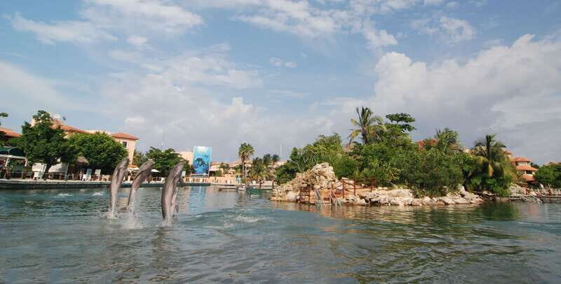 Puerto Aventuras: Dolphin Swim, Sea Lions, Manatees, & Lunch - Puerto Aventuras Marina Access: Easy logistics and a real base
