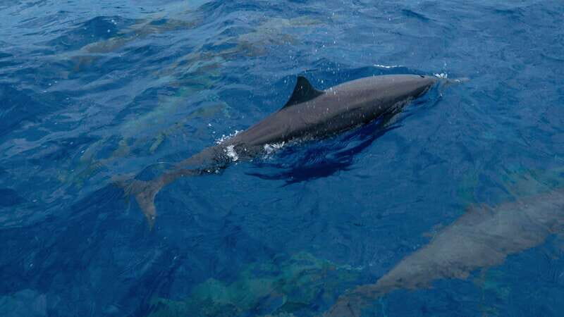 Puerto Escondido: Boat Tour among Dolphins and Turtles - Who this tour suits best (and who should skip it)