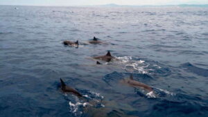 Puerto Escondido: Boat Tour among Dolphins and Turtles - From hotel pickup to the dock: what your morning will look like
