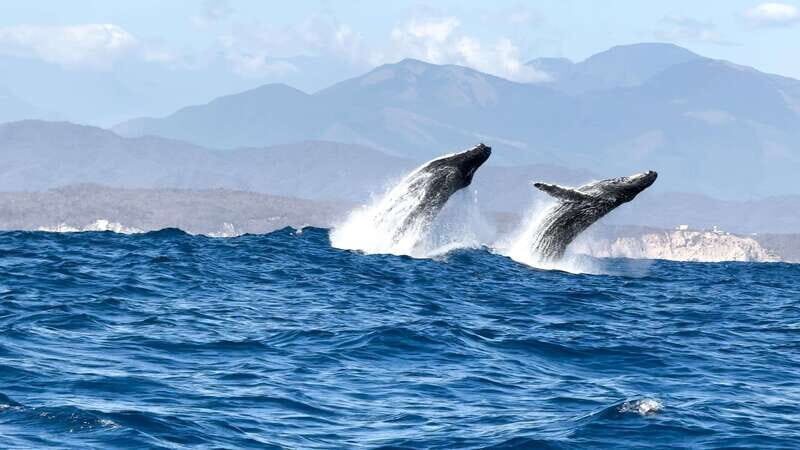 Puerto Escondido: Boat Tour among Dolphins and Turtles - How the captain finds dolphins, turtles, and possible whales