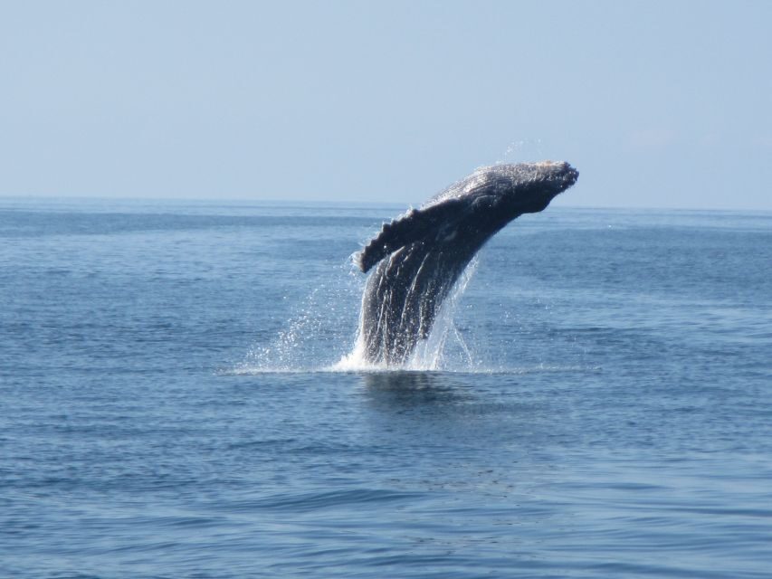 Puerto Escondido: Boat Tour among Dolphins and Turtles - Dolphins jumping, turtles cruising: what to watch from your seat