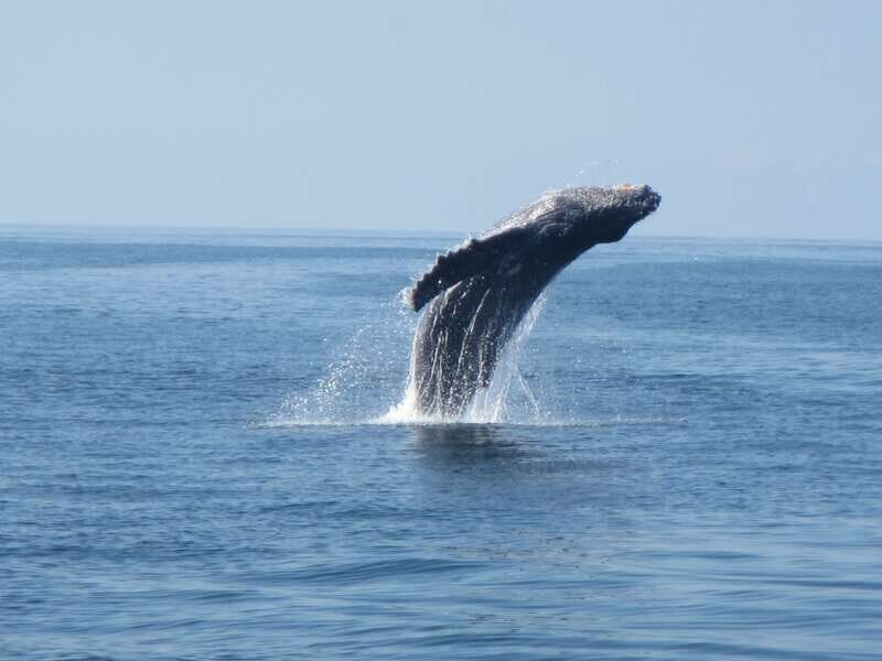 Puerto Escondido: Boat Tour among Dolphins and Turtles - Do you swim or snorkel? Respect the sightseeing rules