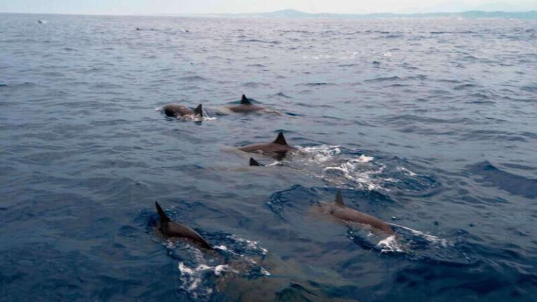 Puerto Escondido: Boat Tour among Dolphins and Turtles - From hotel pickup to the dock: what your morning will look like