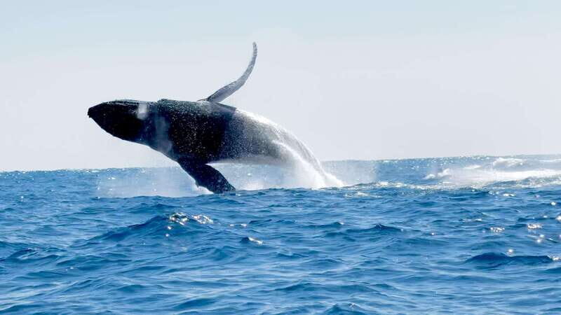 Puerto Escondido: Boat Tour among Dolphins and Turtles - Price and value: is $79 worth it?