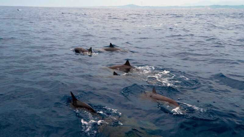 Puerto Escondido: Boat Tour among Dolphins and Turtles - What to bring for sun, sea spray, and long views