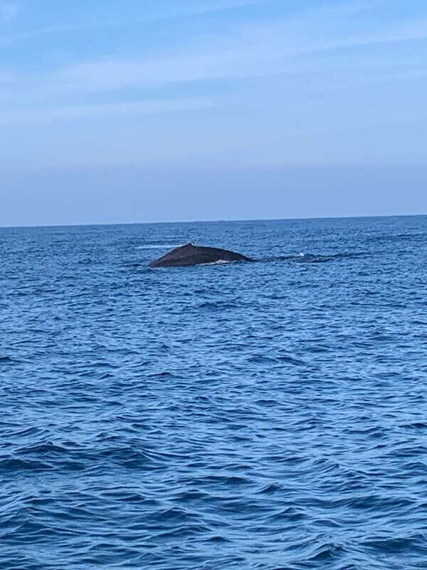 Puerto Escondido: Boat Tour to see Dolphins and Marine Life - Price and value: is $46 a fair deal for dolphins, turtles, and snorkeling?
