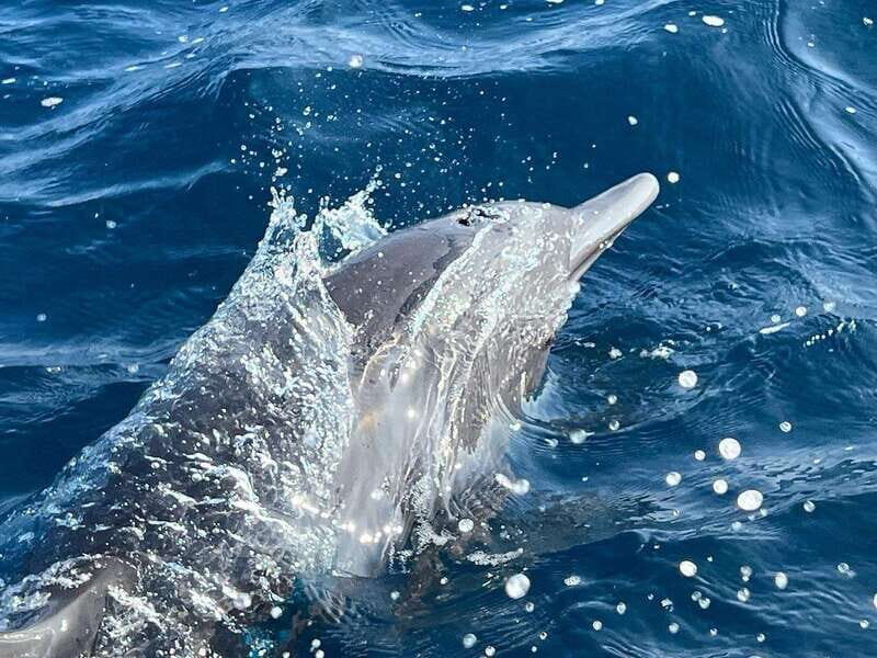Puerto Escondido: Boat Tour to see Dolphins and Marine Life - What you’re actually looking for: dolphins, turtles, rays, and winter humpbacks