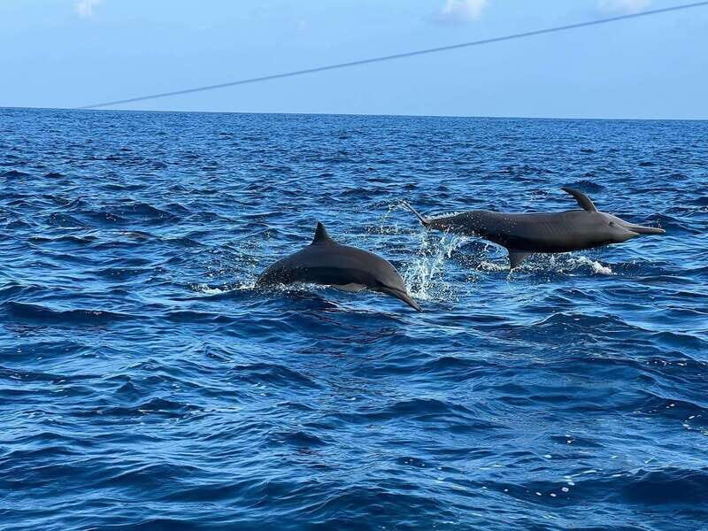 Puerto Escondido: Boat Tour to see Dolphins and Marine Life - The 2.5–3 hour itinerary: photo stop, wildlife spotting, swim time, then snorkeling