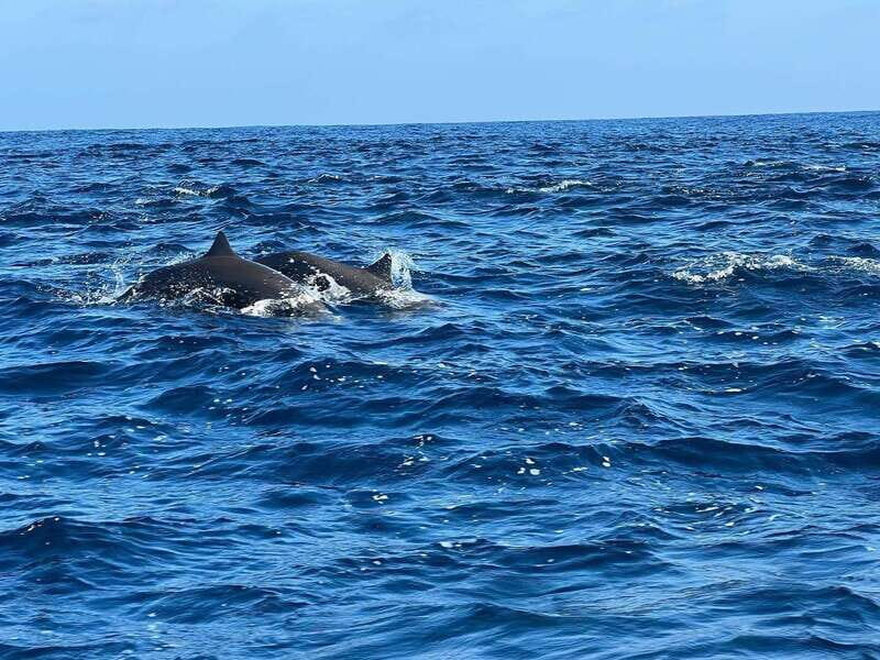 Puerto Escondido: Boat Tour to see Dolphins and Marine Life - Reef snorkeling: coral, colorful fish, and why the end matters