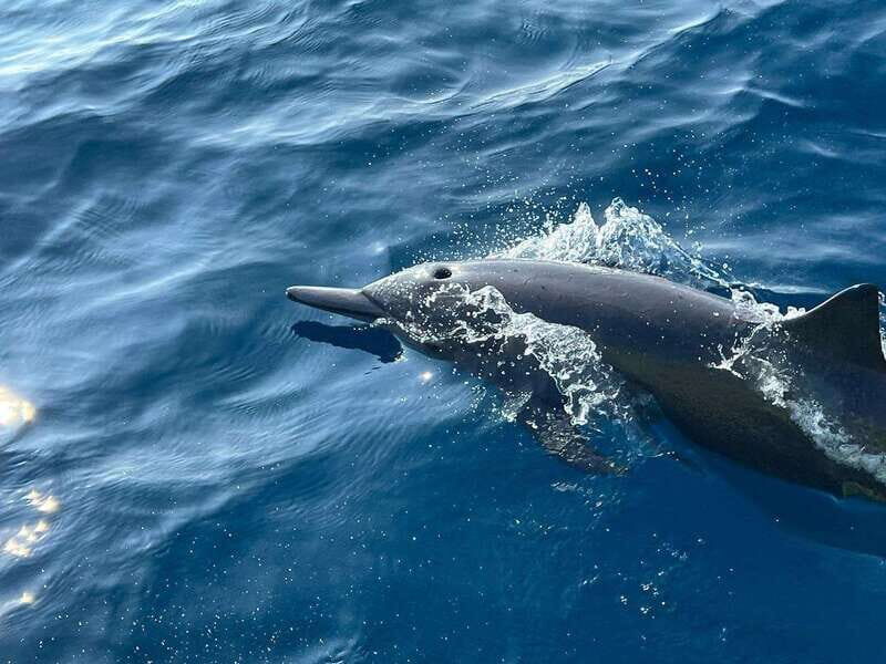 Puerto Escondido: Boat Tour to see Dolphins and Marine Life - On-board comfort: beds, cooler drinks, and Bluetooth music