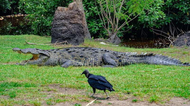 Puerto Escondido: Oaxaca Coast Wildlife Ecotour - Who This Tour Is Best For (And Who Might Prefer Something Else)