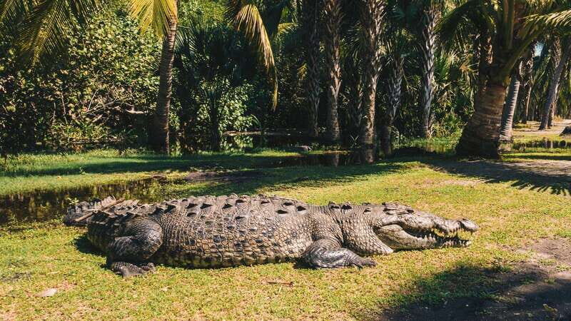Puerto Escondido: Oaxaca Coast Wildlife Ecotour - Laguna Ventanilla and the Mangrove Boat Ride (The Main Event)