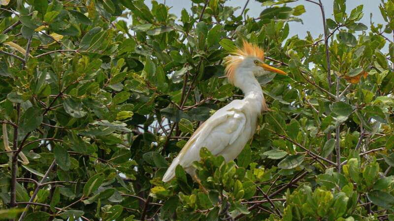 Puerto Escondido: Oaxaca Coast Wildlife Ecotour - Mazunte: Food, Coffee, and That Blue-Crab Story