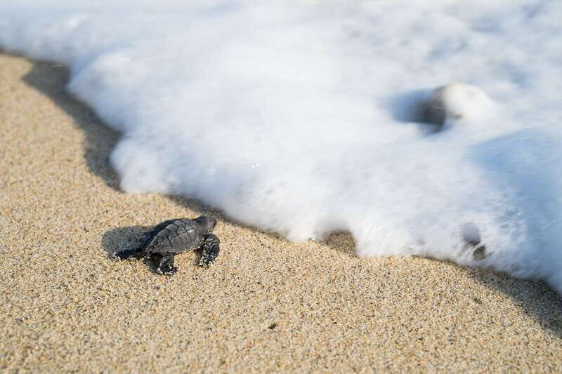 Puerto Escondido: Turtle Release Experience - Key highlights before you go