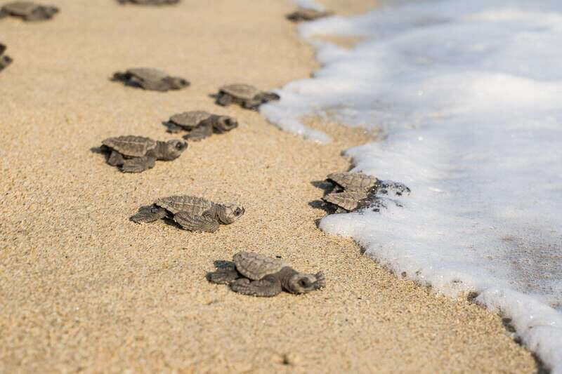 Puerto Escondido: Turtle Release Experience - Who This Experience Suits Best in Puerto Escondido