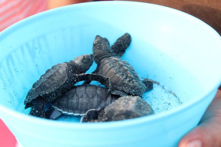 Puerto Escondido: Turtle Release Experience - Price and Value: Is $40 a Fair Deal Here?