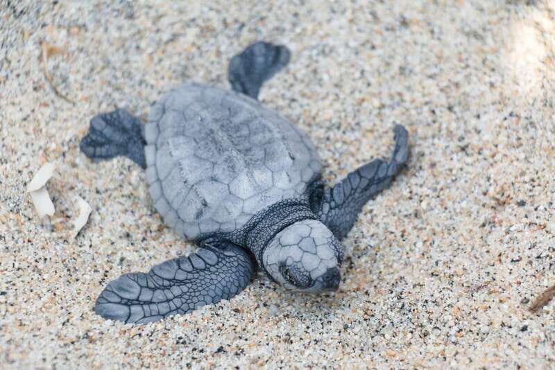 Puerto Escondido: Turtle Release Experience - Seasonal Reality: When Turtle Sightings Are Rare