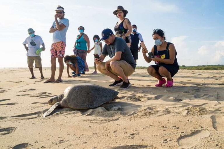 Puerto Escondido: Turtle Release Experience - Learning Sea Turtle Species and Why Conservation Is Urgent