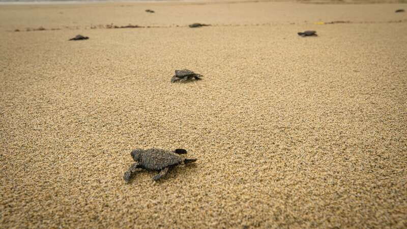 Puerto Escondido: Turtle Release Experience - Beach-Day Rules: What to Bring and What’s Not Allowed