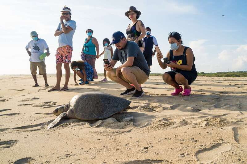 Puerto Escondido: Turtle Release Experience - Learning Sea Turtle Species and Why Conservation Is Urgent