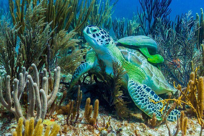 Puerto Morelos Catamaran Reef Sail and Snorkel - What to pack so the day stays fun