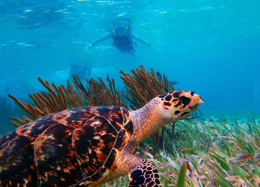 Puerto Morelos: National Reef Park Snorkeling & Beach Lunch - Key Highlights I’d Prioritize