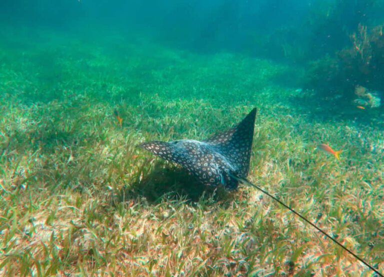 Puerto Morelos: National Reef Park Snorkeling & Beach Lunch - The 4-Hour Flow: Pickup, Snorkel, Beach Lunch, and Town Time