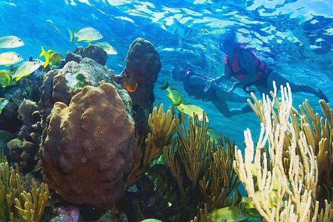 Puerto Morelos Reef Snorkeling Tour with Lunch & Hotel Pickup - Who this tour is best for (and who should skip it)