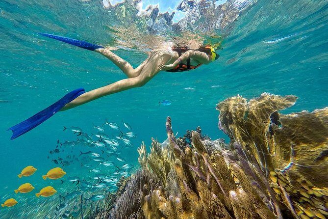 Puerto Morelos Reef Snorkeling Tour with Lunch & Hotel Pickup - Price and the real cost after taxes and port fees